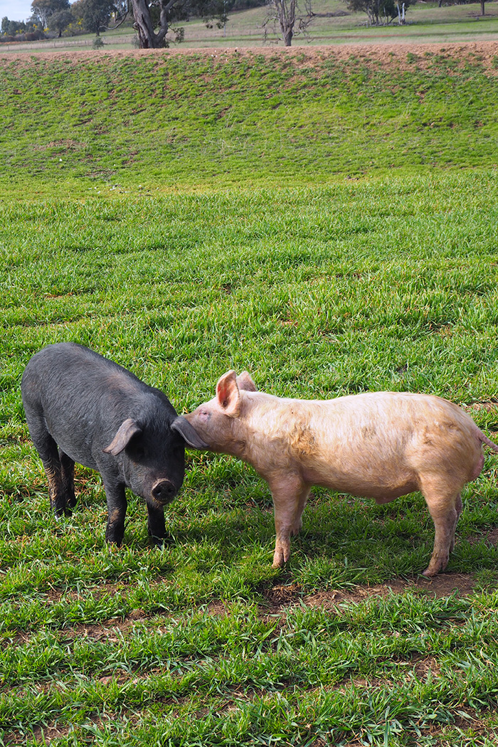 robert-stein-pig-secrets
